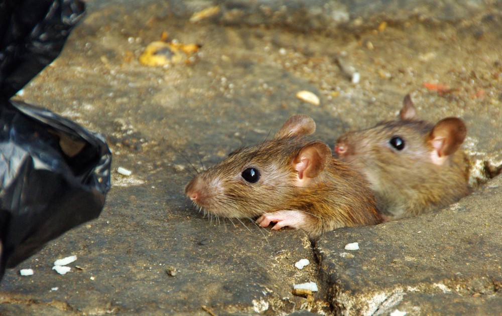 Rottahavainnot asuntoalueella – terveydensuojelun ohjeet